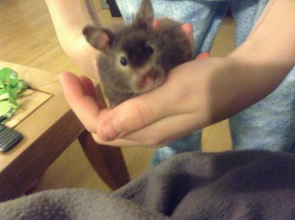 Hamster Lykkes Princess Nitouche billede 1