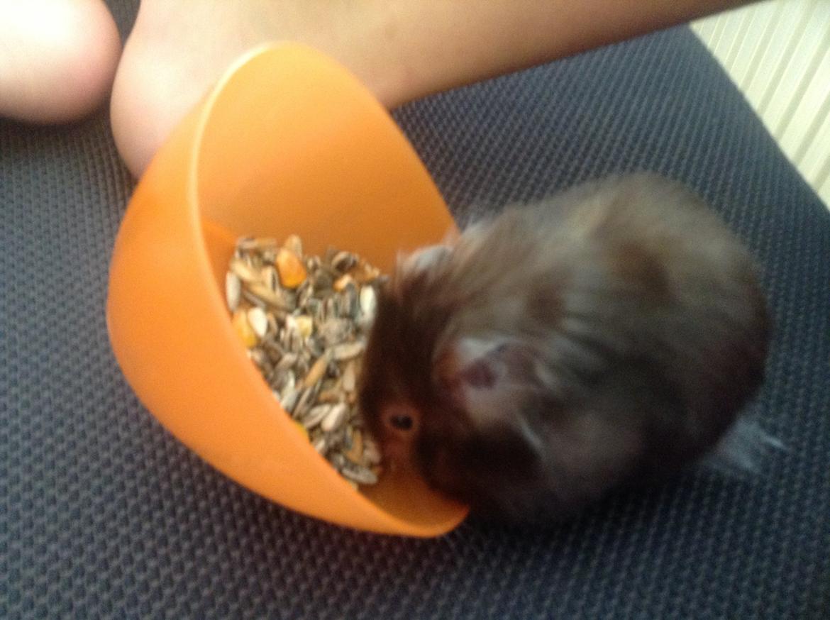 Hamster Lykkes Princess Nitouche billede 2