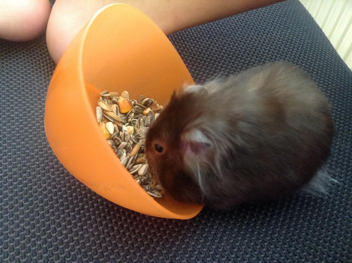 Hamster Lykkes Princess Nitouche billede 3