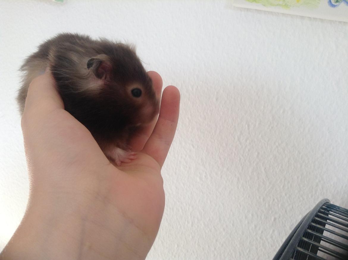 Hamster Lykkes Princess Nitouche billede 4