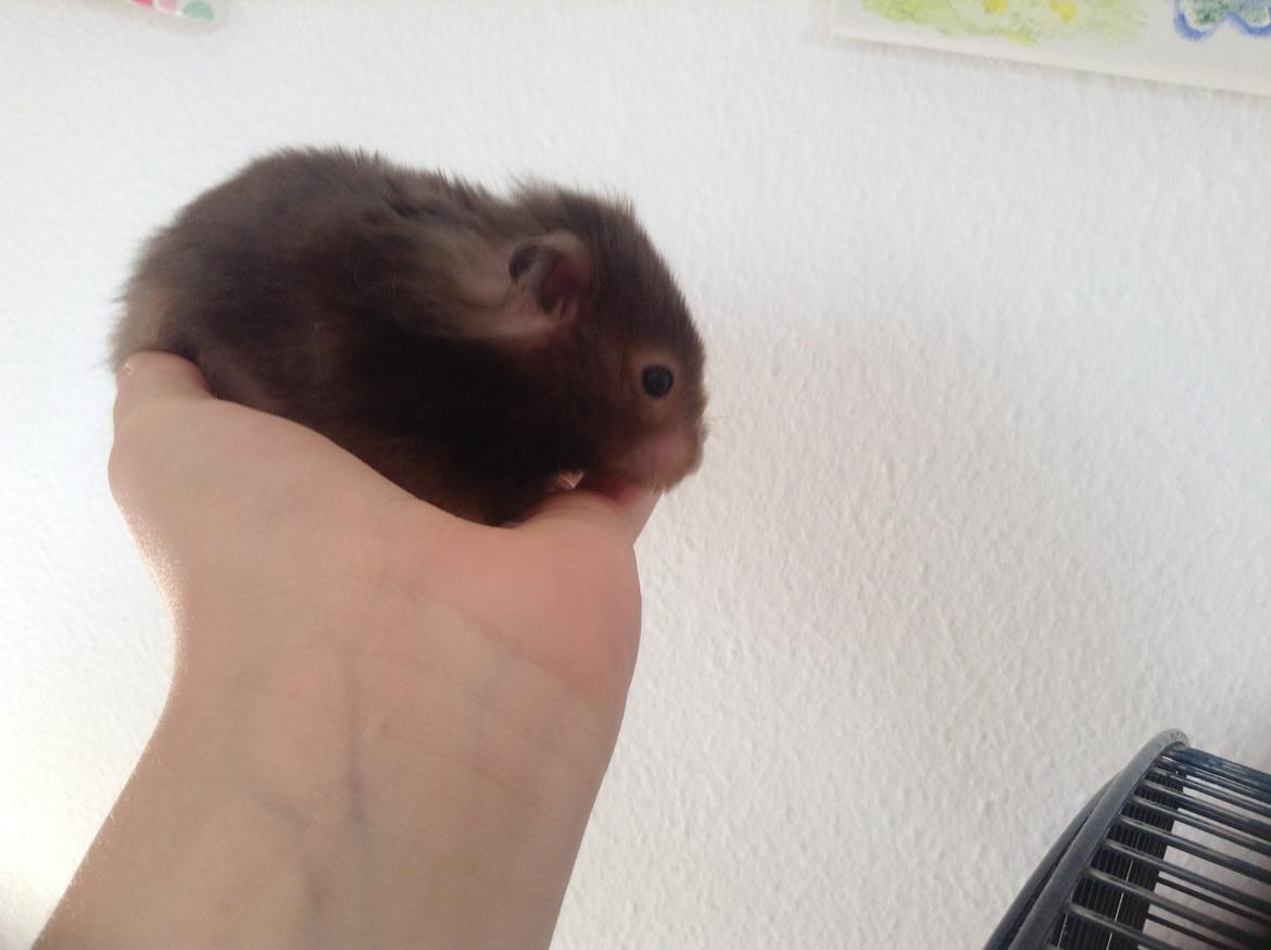 Hamster Lykkes Princess Nitouche billede 5