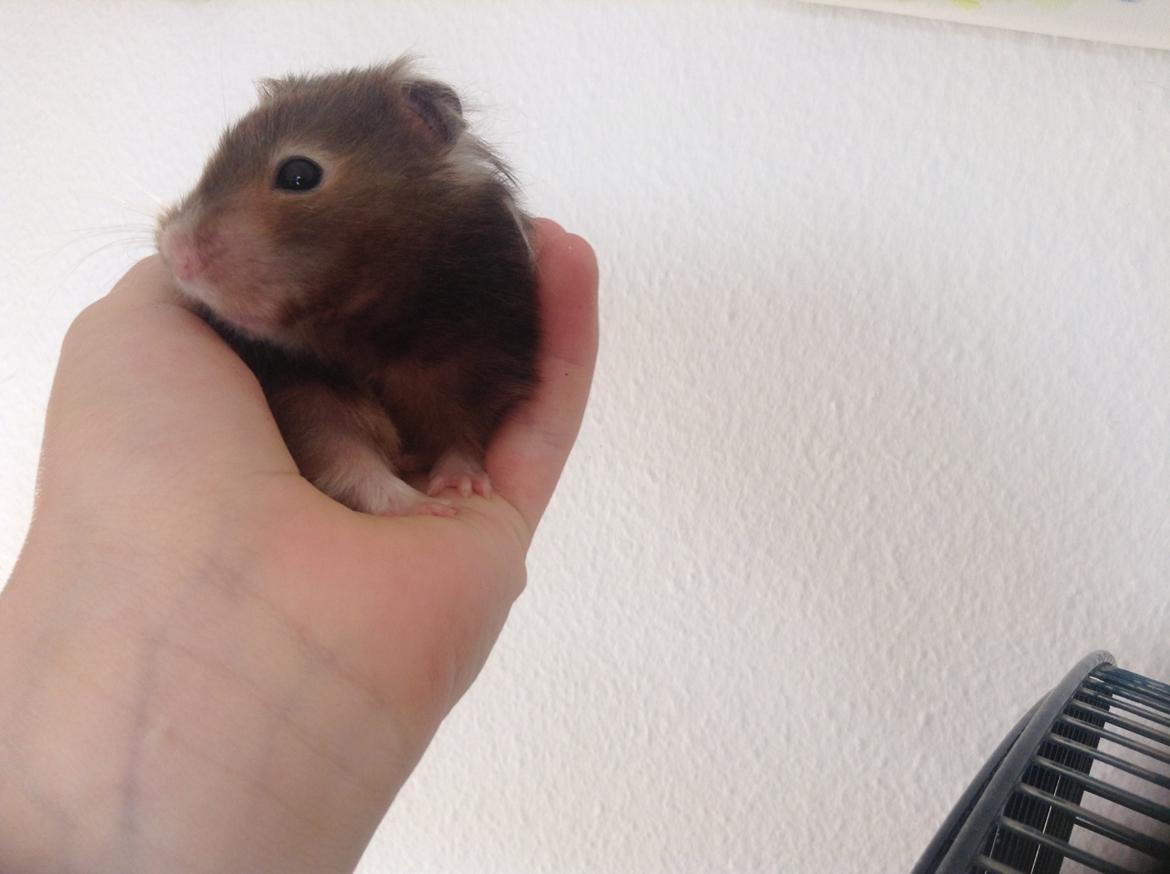 Hamster Lykkes Princess Nitouche billede 6