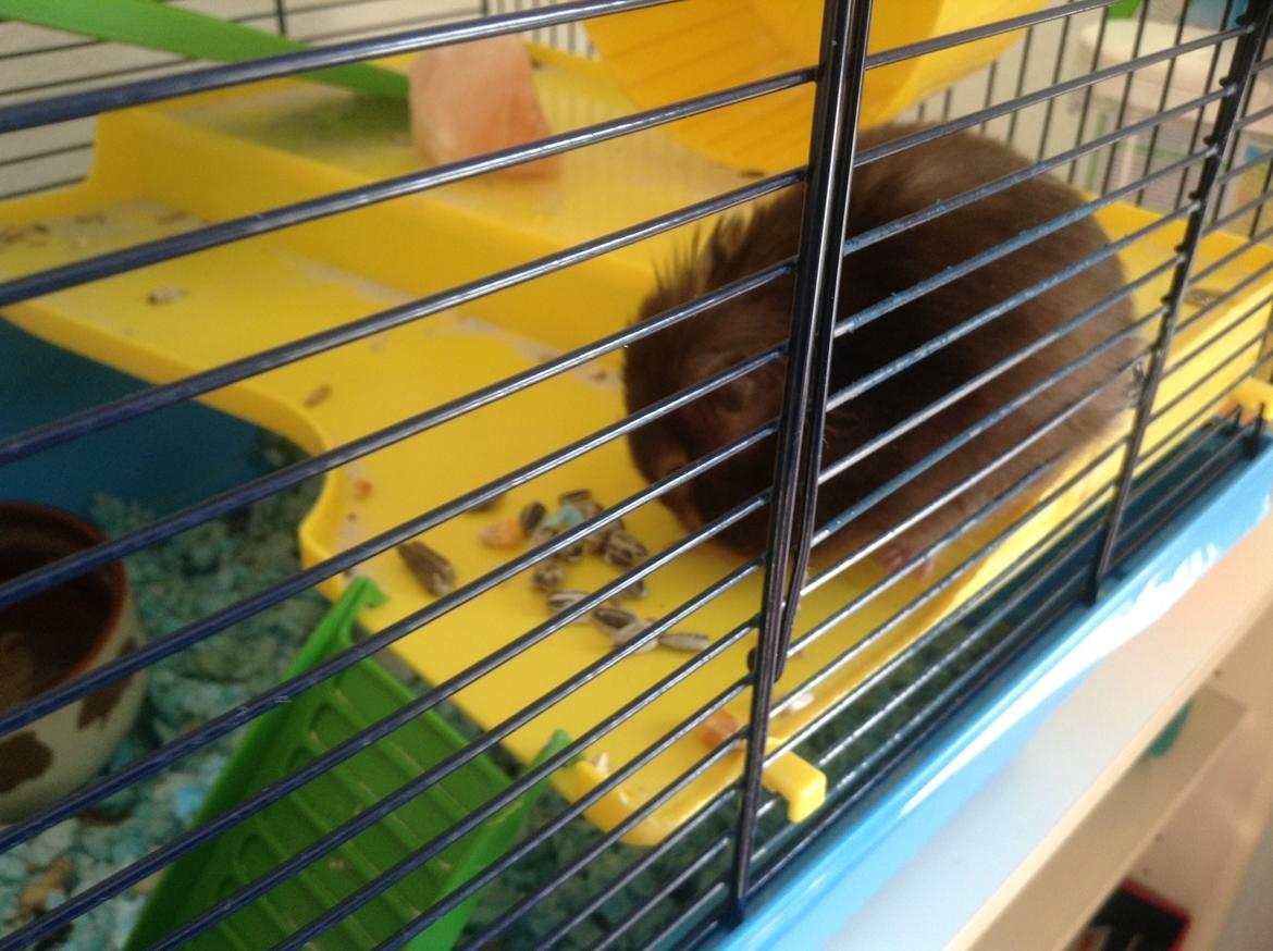 Hamster Lykkes Princess Nitouche billede 7