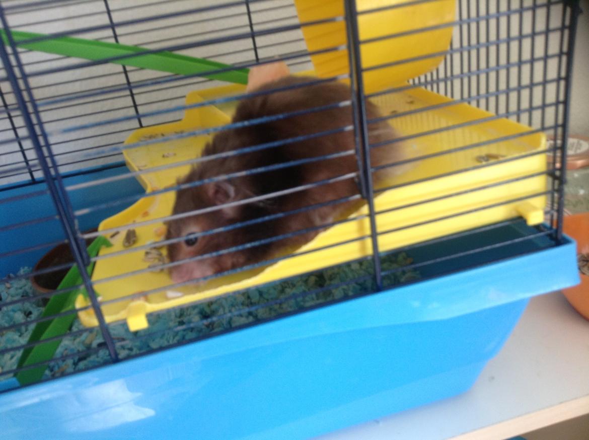 Hamster Lykkes Princess Nitouche billede 8