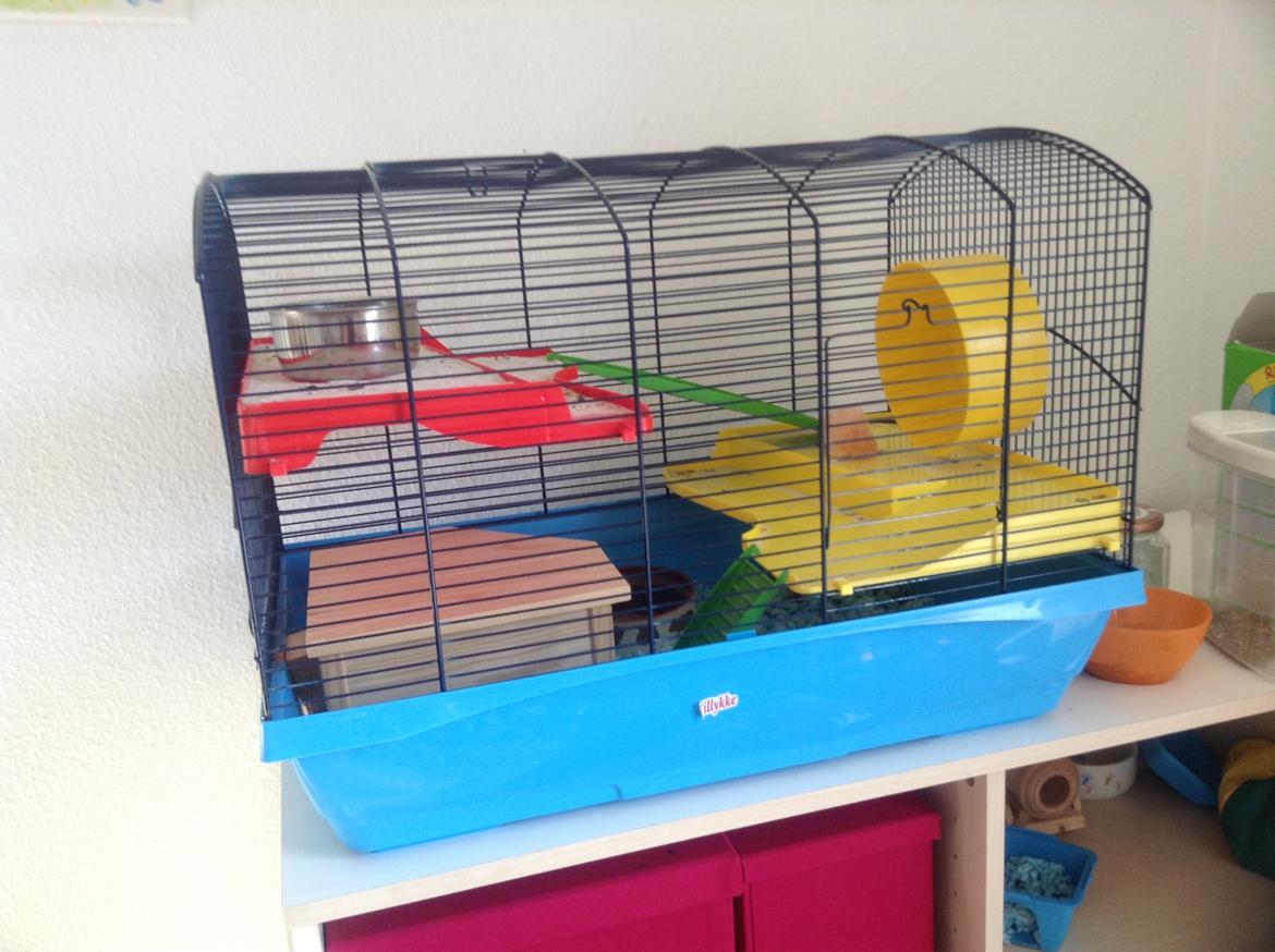 Hamster Lykkes Princess Nitouche billede 9
