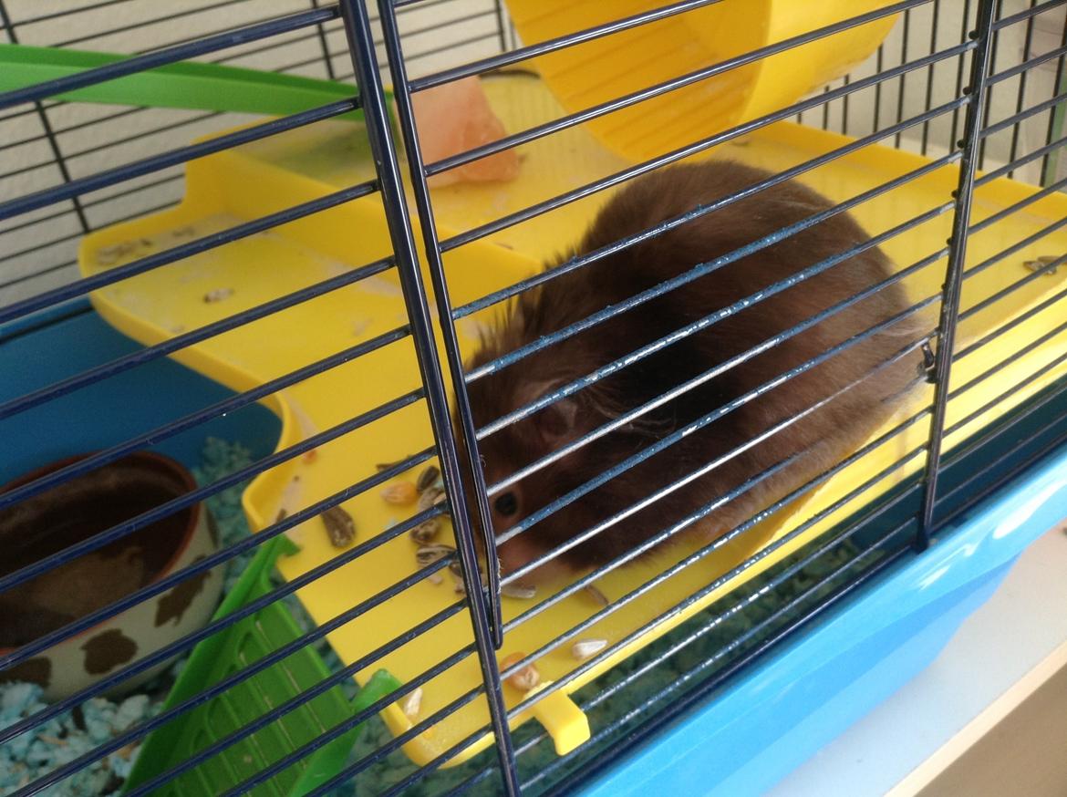 Hamster Lykkes Princess Nitouche billede 10