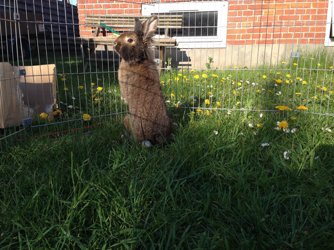 Kanin Caprice billede 11