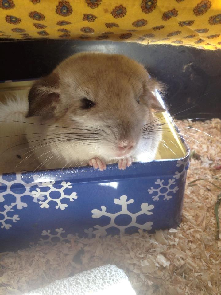 Chinchilla Fluffy billede 3