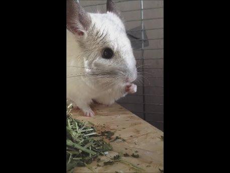 Chinchilla Fluffy billede 1