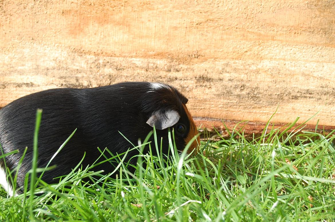 Marsvin Rosa billede 14