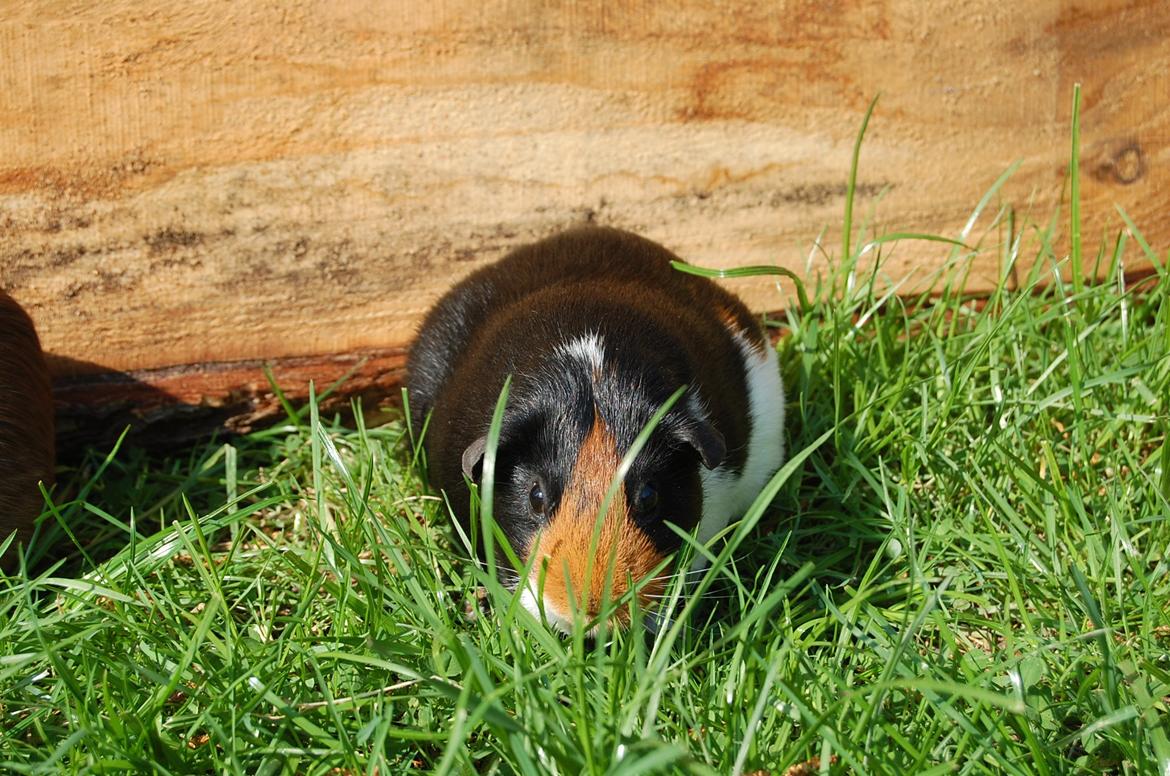 Marsvin Rosa billede 16