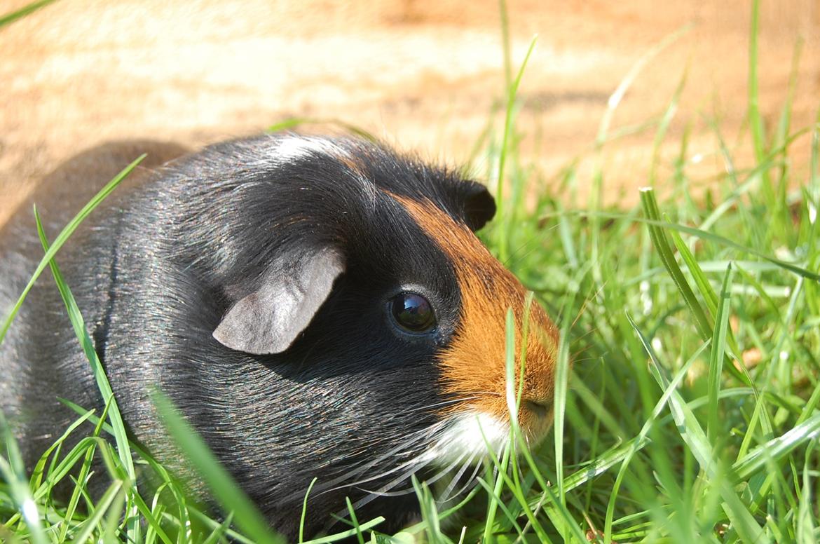 Marsvin Rosa - Lig gerne en besked og en kommentar - vi giver selvfølgelig tilbage igen billede 19