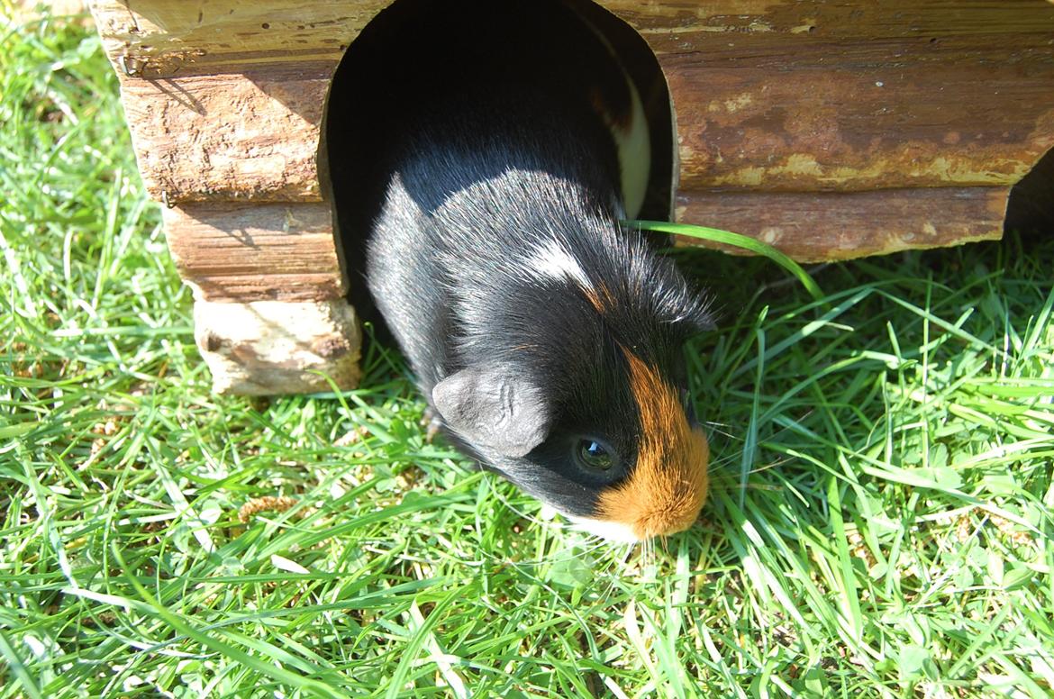 Marsvin Rosa billede 15