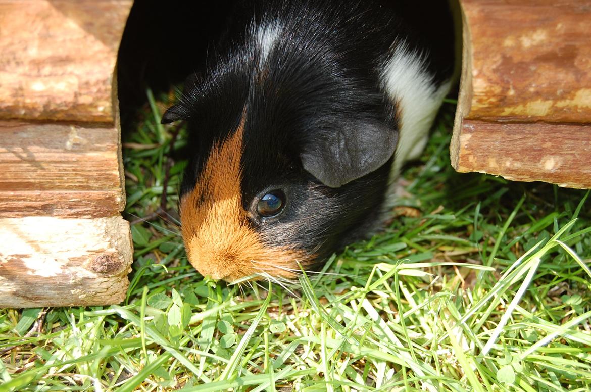 Marsvin Rosa billede 17