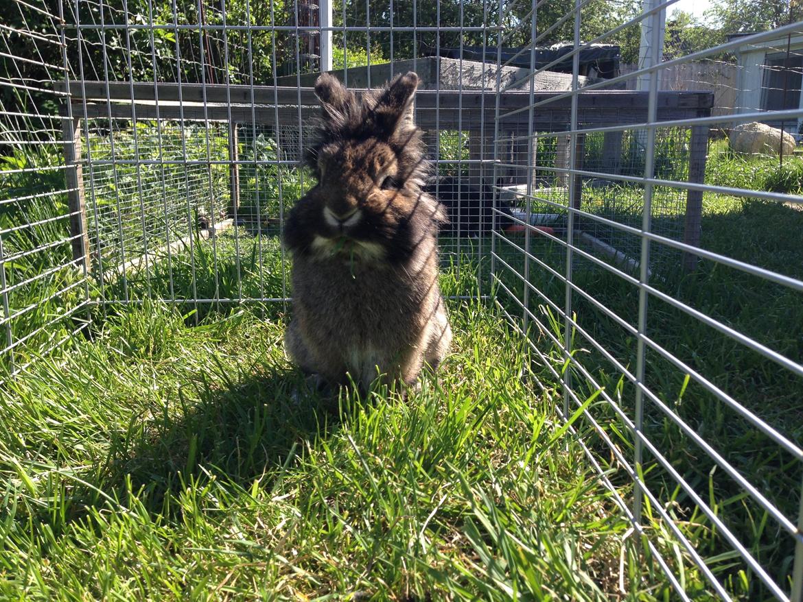 Kanin Caprice billede 12