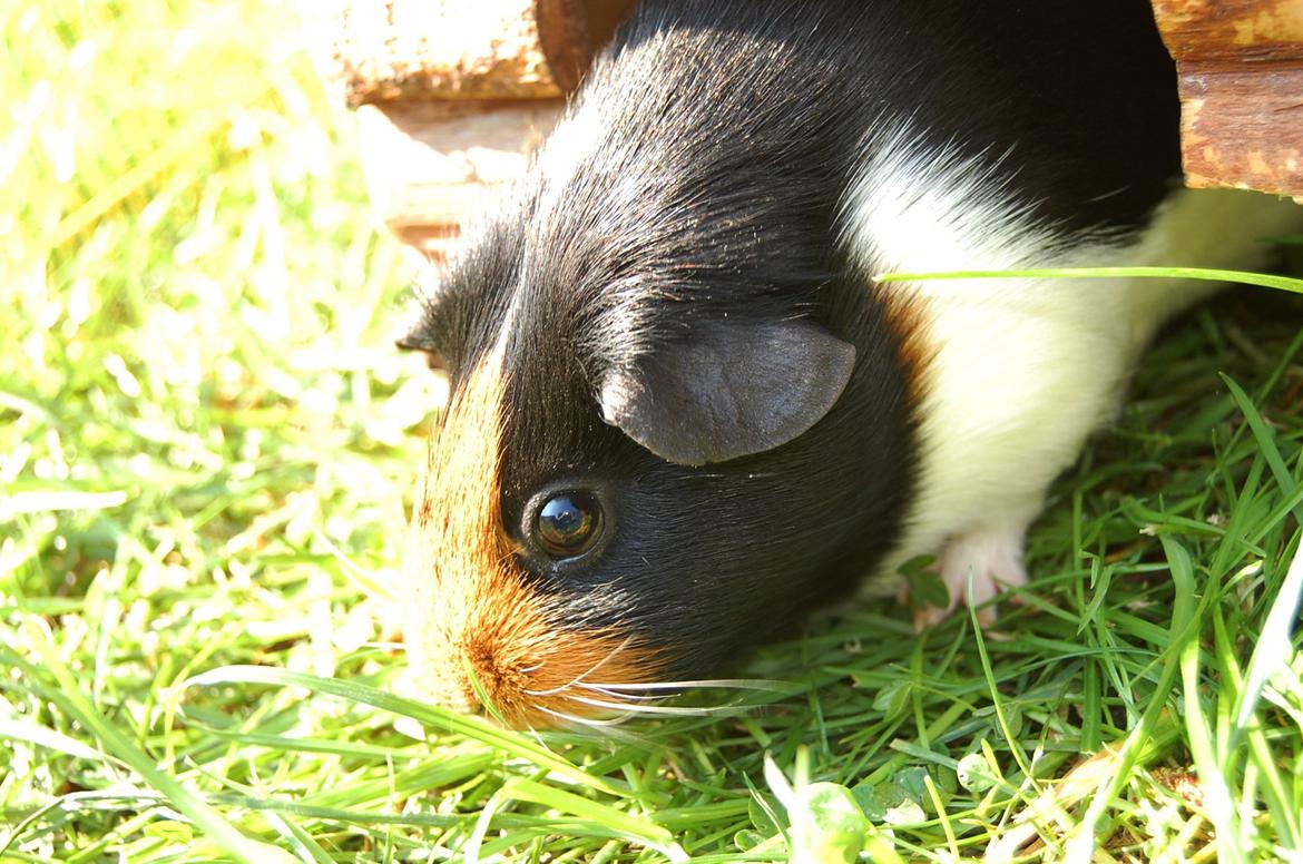 Marsvin Rosa billede 18