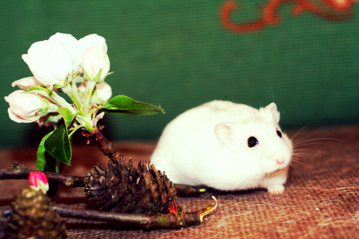 Dværghamster Teemo - Velkommen til Teemos profil billede 1