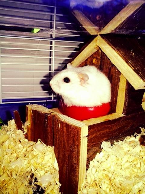 Dværghamster Teemo - Bassen elsker peberfrugt ! billede 8