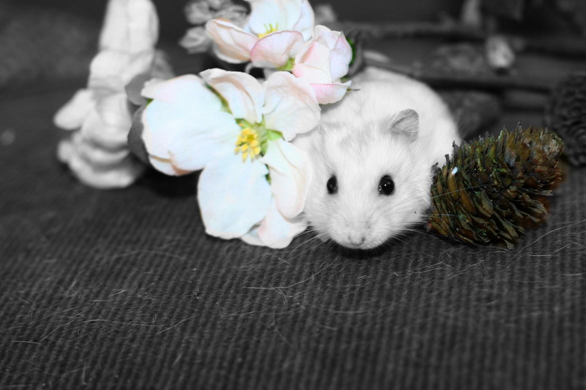 Dværghamster Teemo - Han er så smuk imellem de lyserøde blomster <3 billede 7