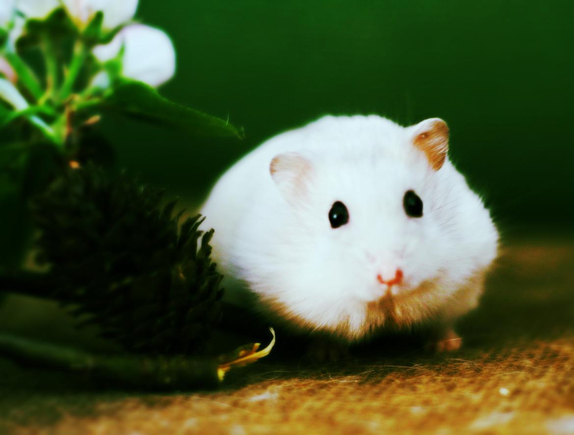 Dværghamster Teemo - Han har virkelig en fantastisk udstråling ! billede 3