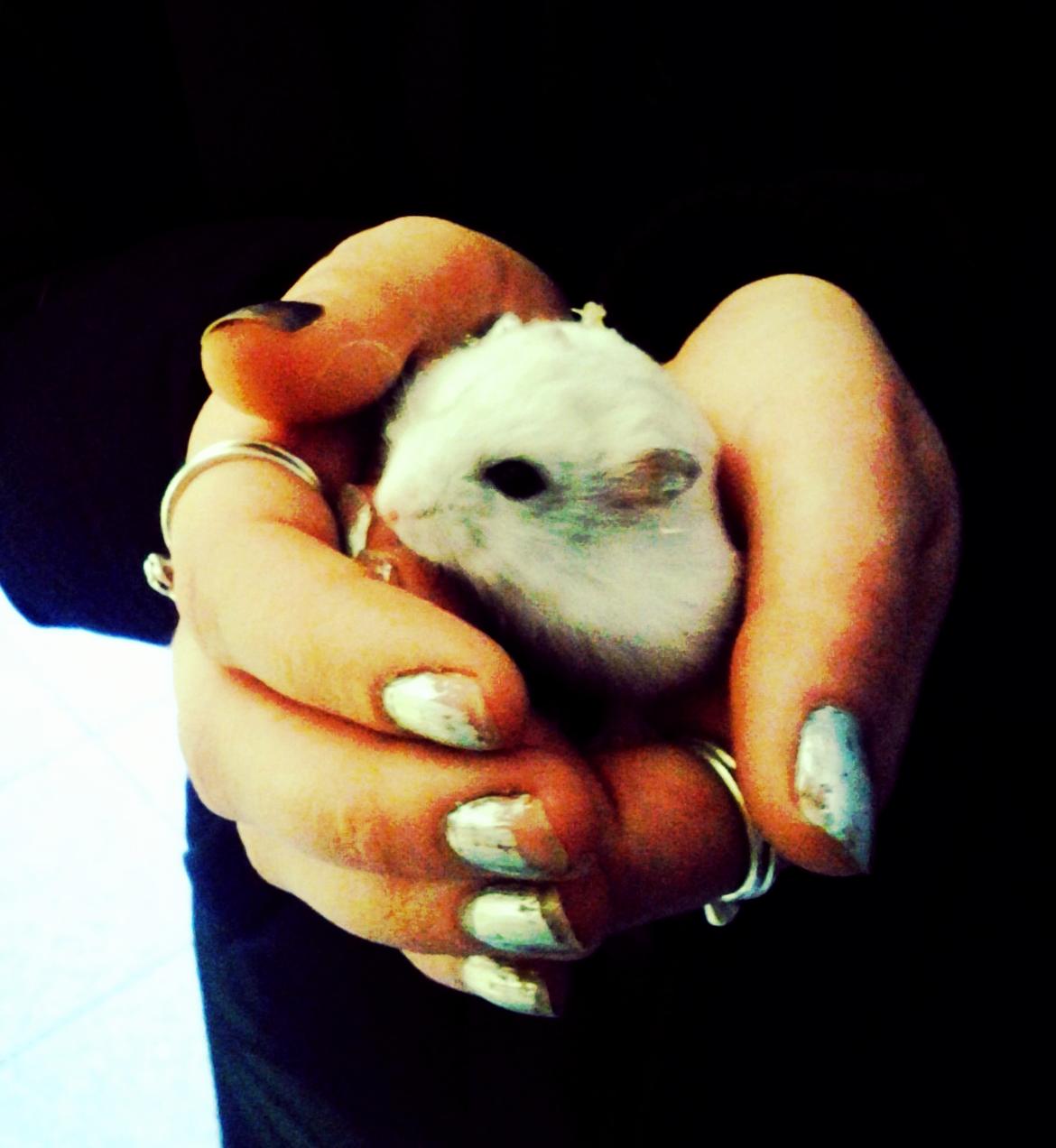 Dværghamster Teemo - Første møde <3 billede 9