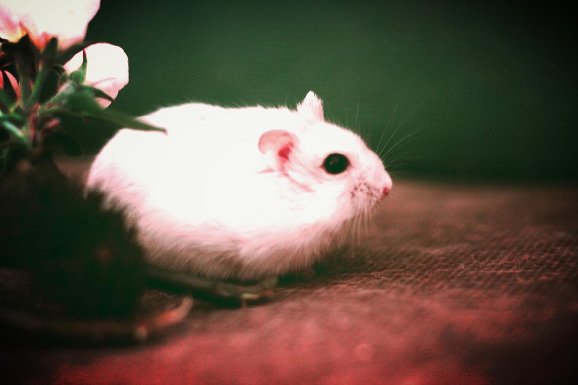 Dværghamster Teemo - Min lille basse mand hygger billede 2