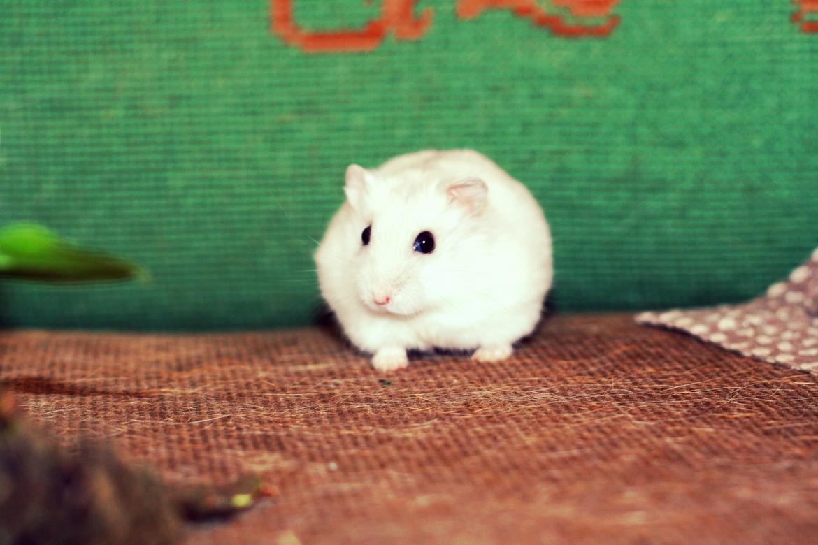 Dværghamster Teemo - Den bedste basse mand billede 6