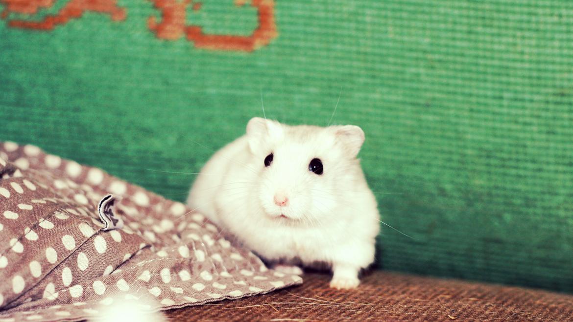 Dværghamster Teemo - Tager du billeder mor !? billede 4