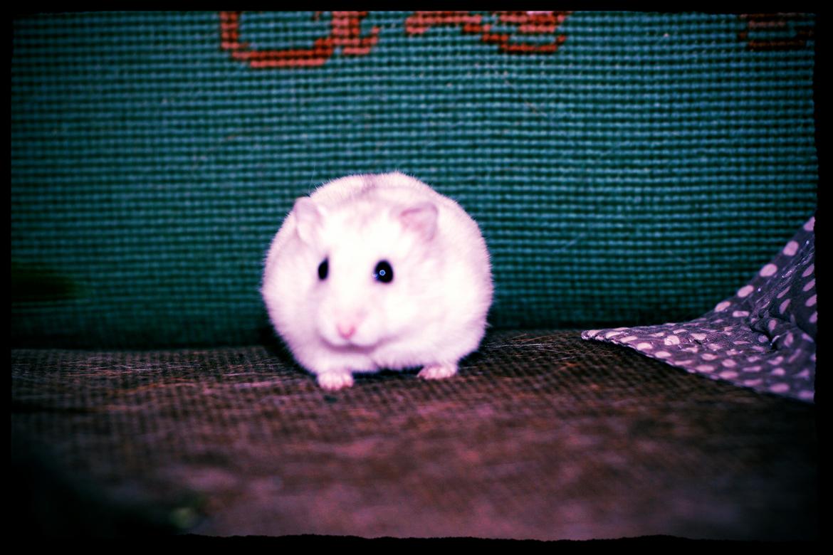 Dværghamster Teemo - Teemo oppe i den antikke sofa :D billede 5