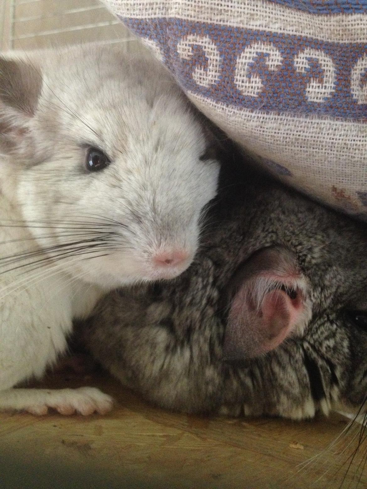 Chinchilla Fluffy billede 2