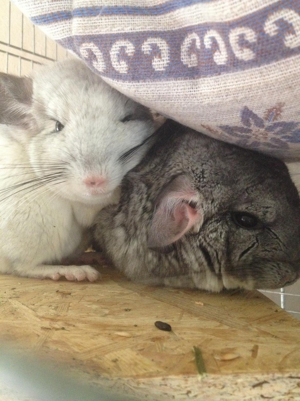 Chinchilla Fluffy billede 4