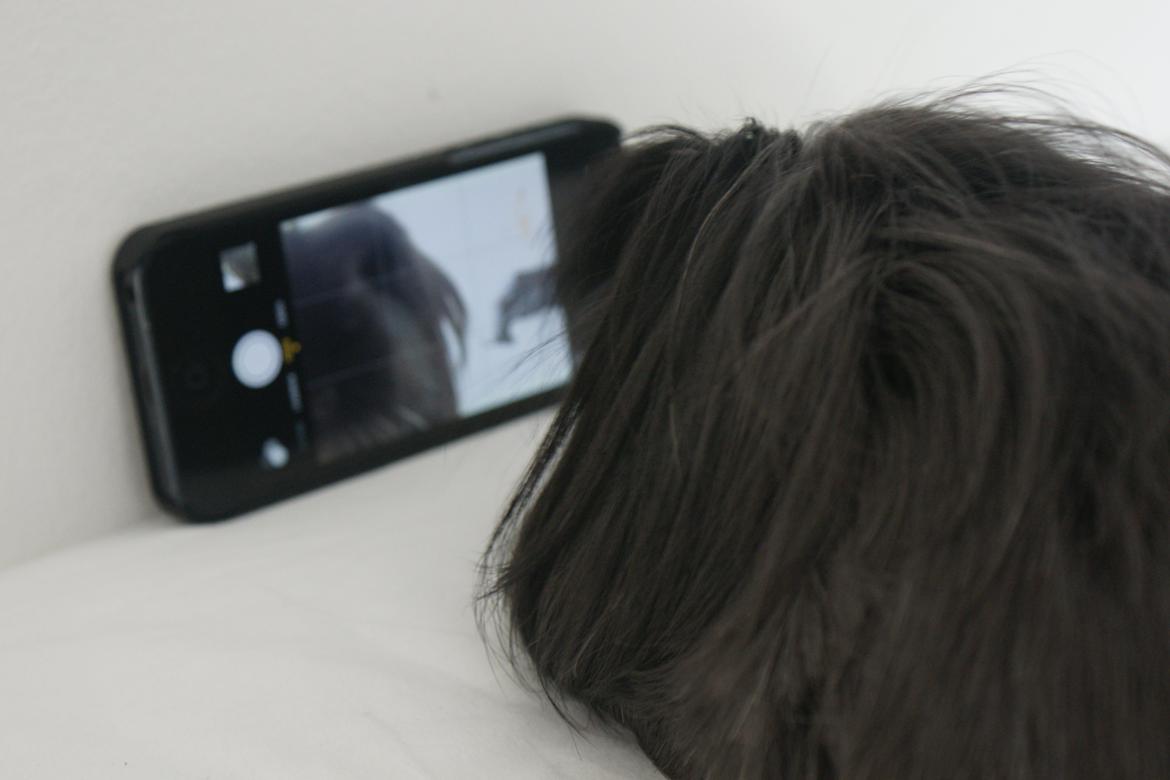 Marsvin Nanna billede 4