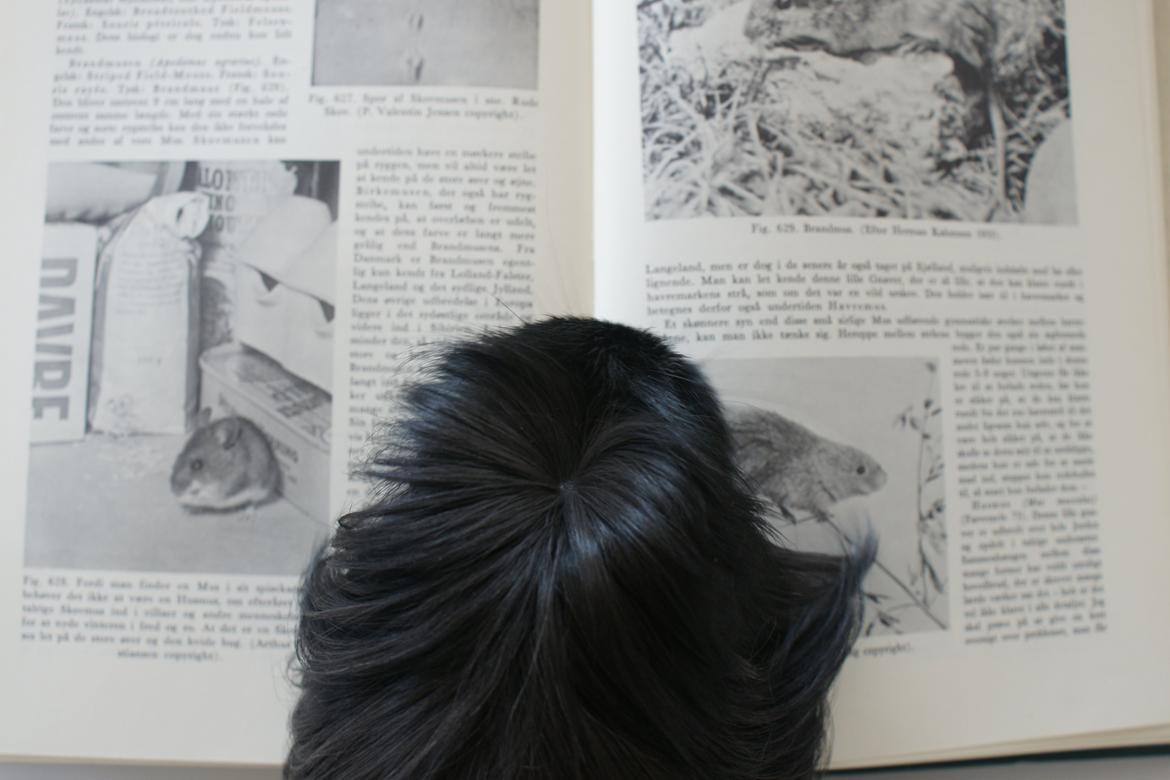 Marsvin Nanna billede 6