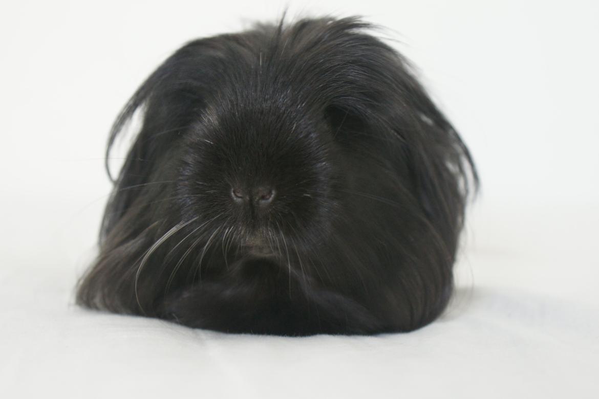 Marsvin Nanna billede 2