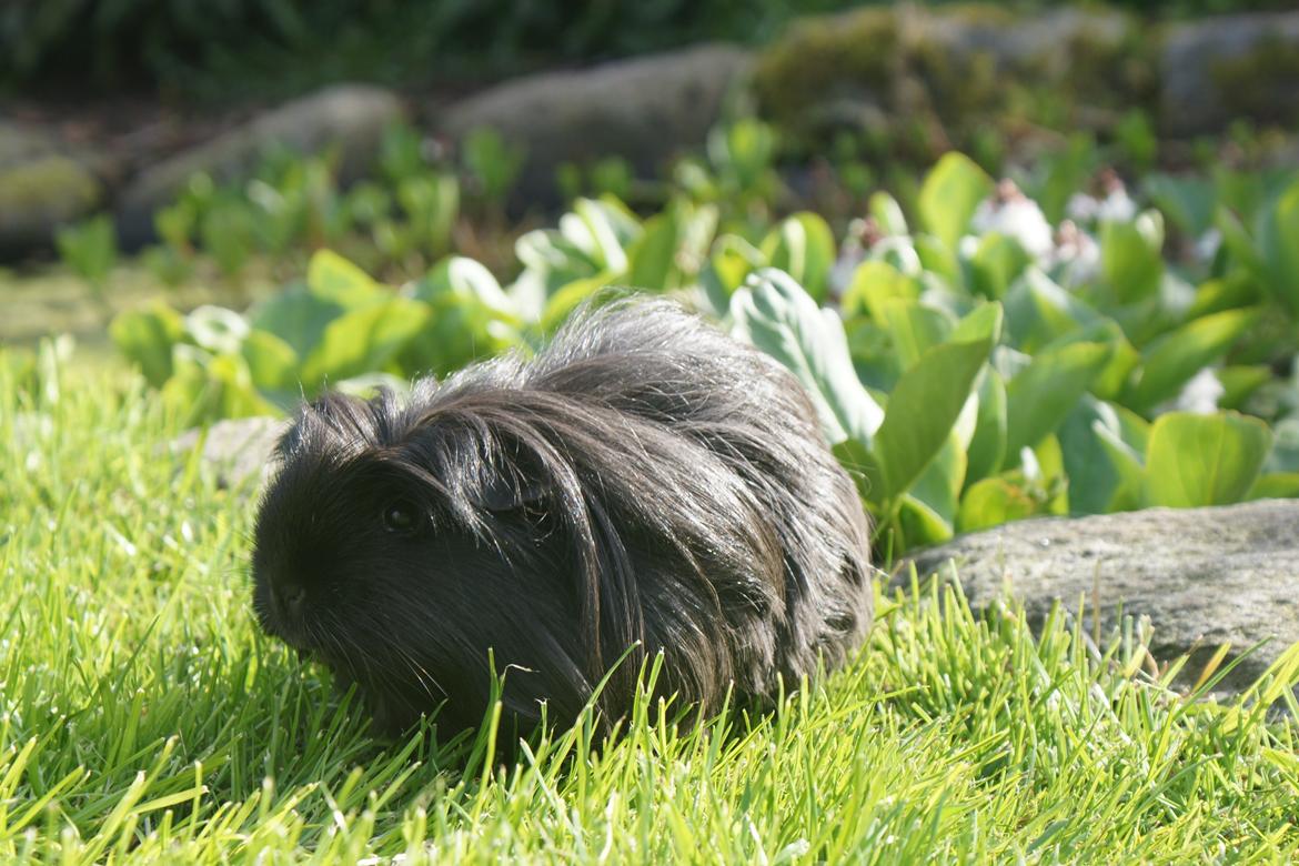 Marsvin Nanna billede 9