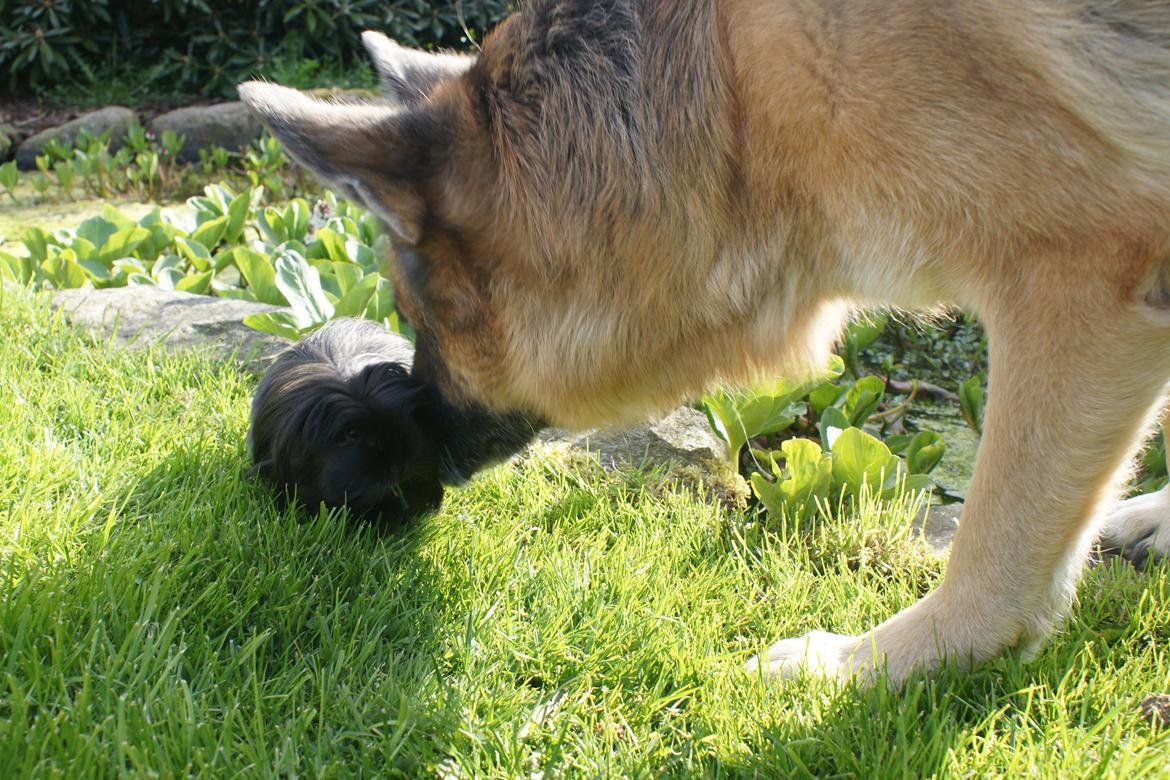 Marsvin Nanna billede 10