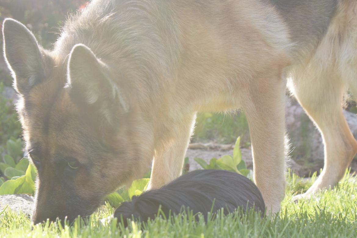 Marsvin Nanna billede 11