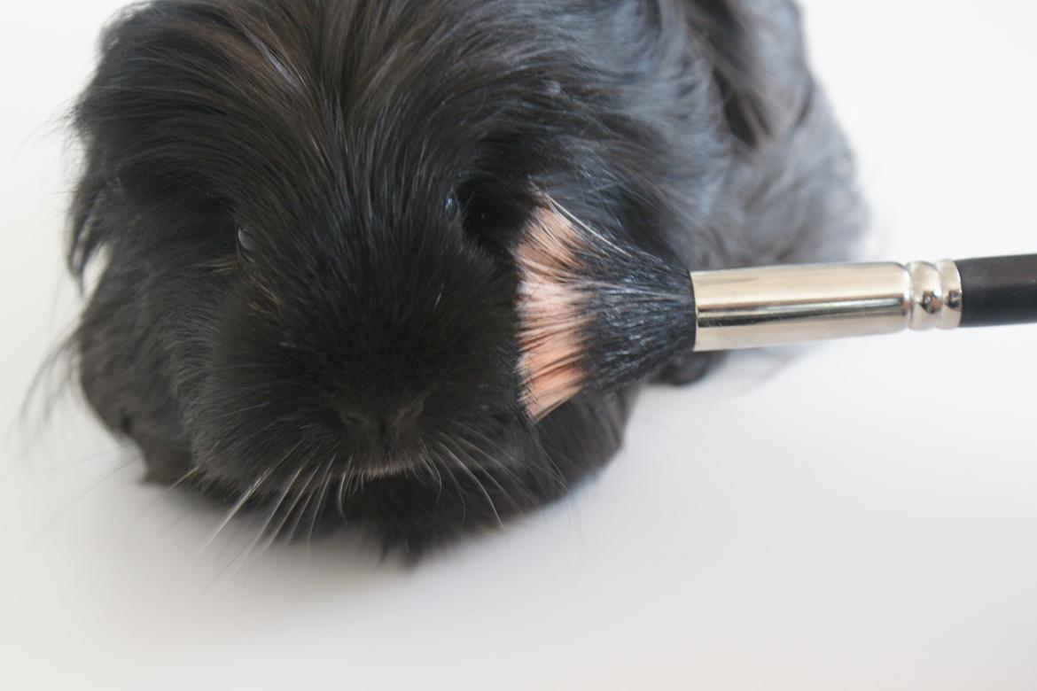 Marsvin Nanna billede 7