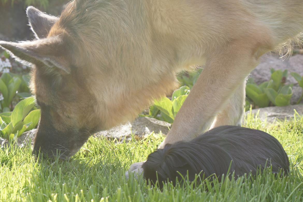 Marsvin Nanna billede 12