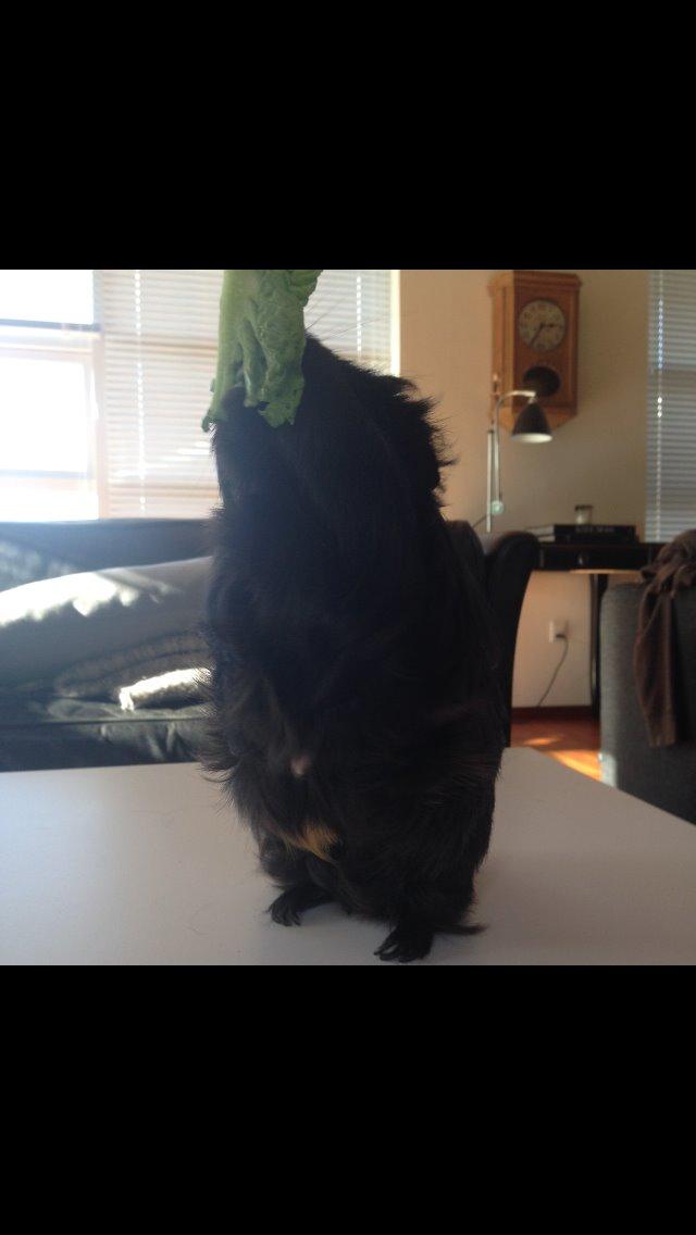 Marsvin Nanna billede 15