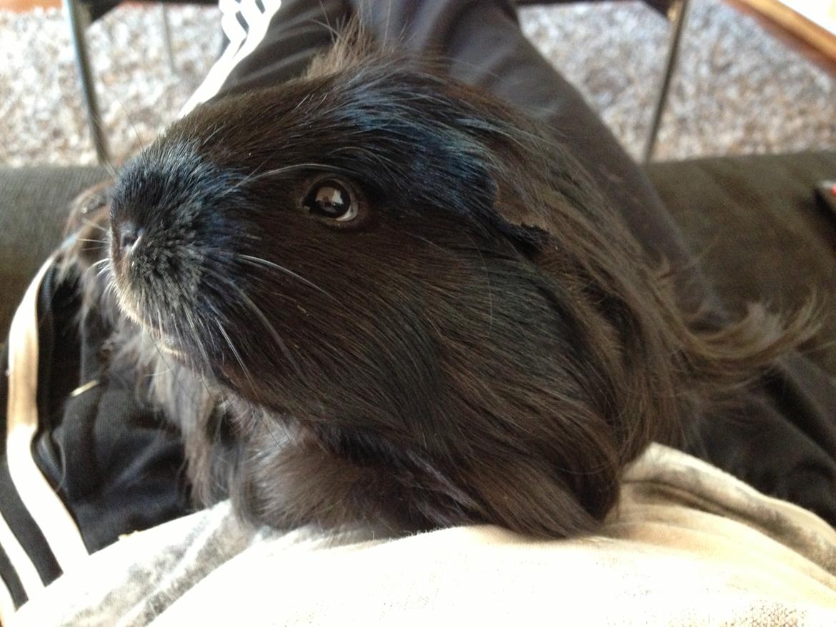 Marsvin Nanna billede 16