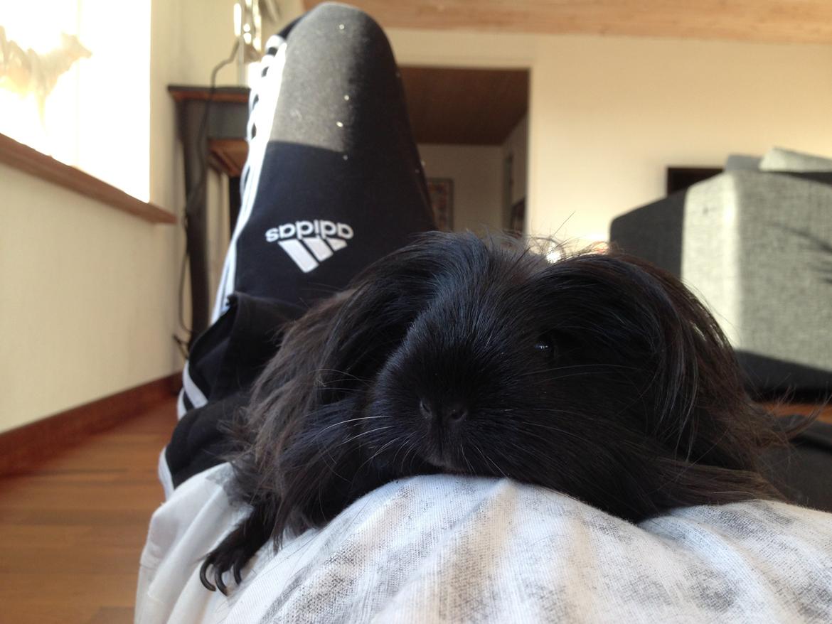 Marsvin Nanna billede 17