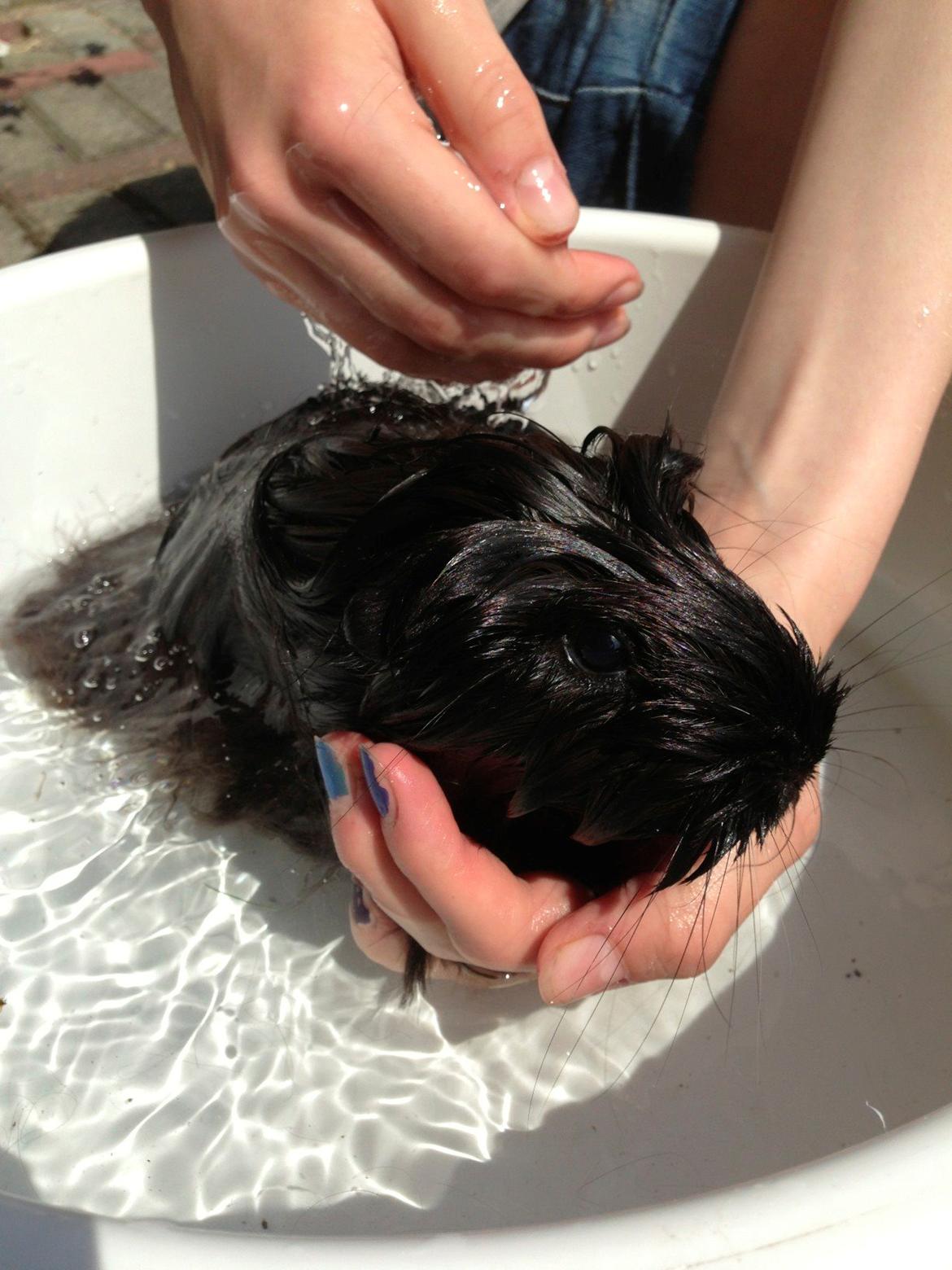 Marsvin Nanna billede 14