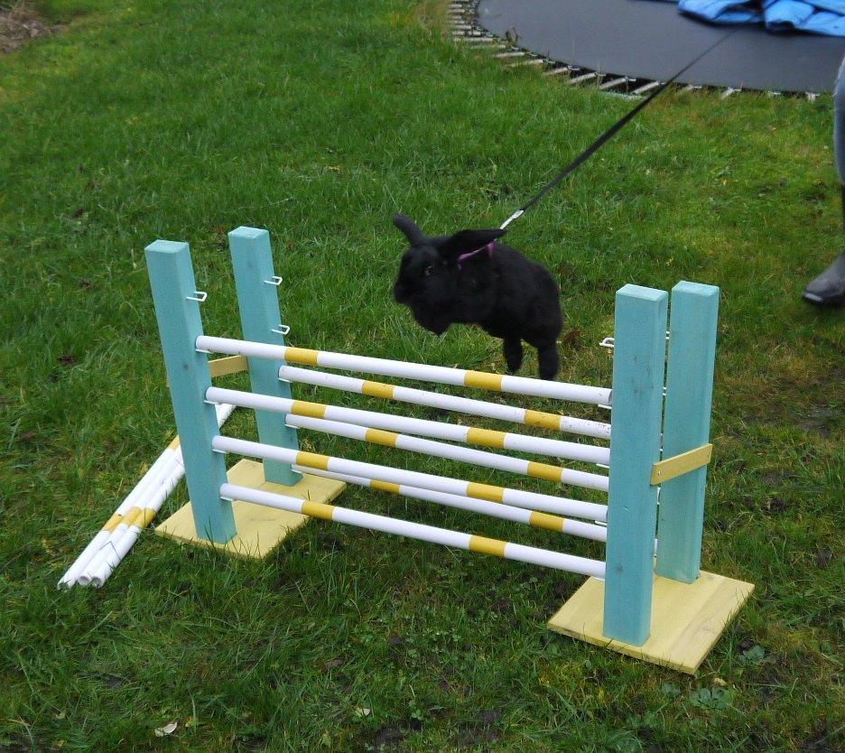 Kanin Fudjo (Himmelgnaver) billede 10