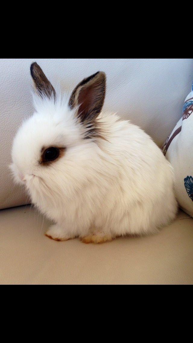 Kanin Prinsesse Pølse billede 2