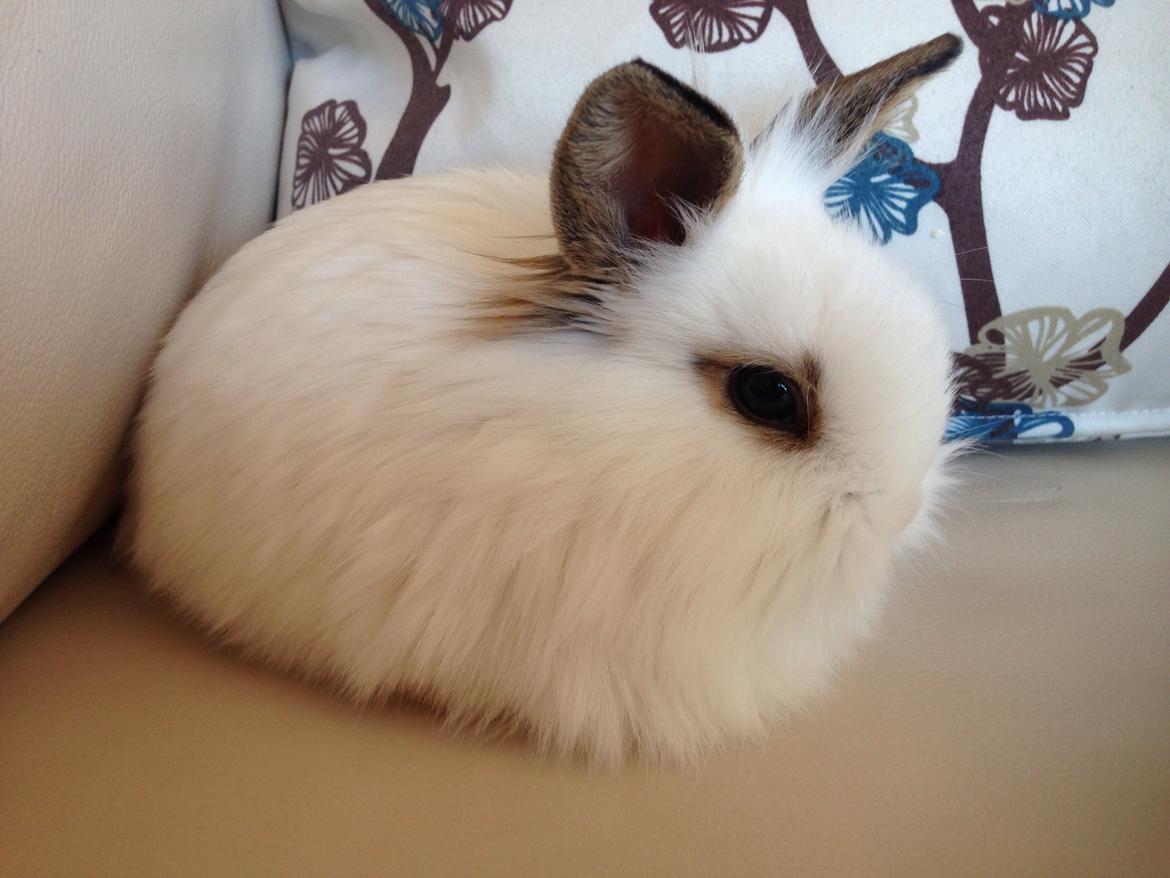 Kanin Prinsesse Pølse billede 3