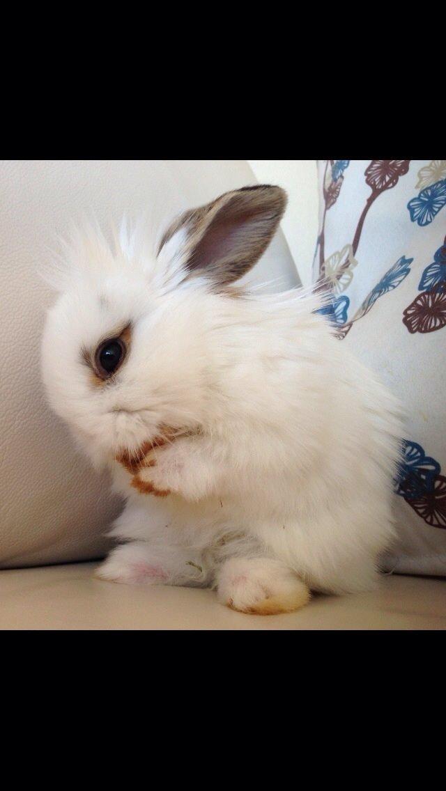 Kanin Prinsesse Pølse billede 1