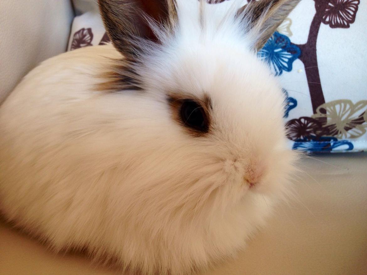 Kanin Prinsesse Pølse billede 4