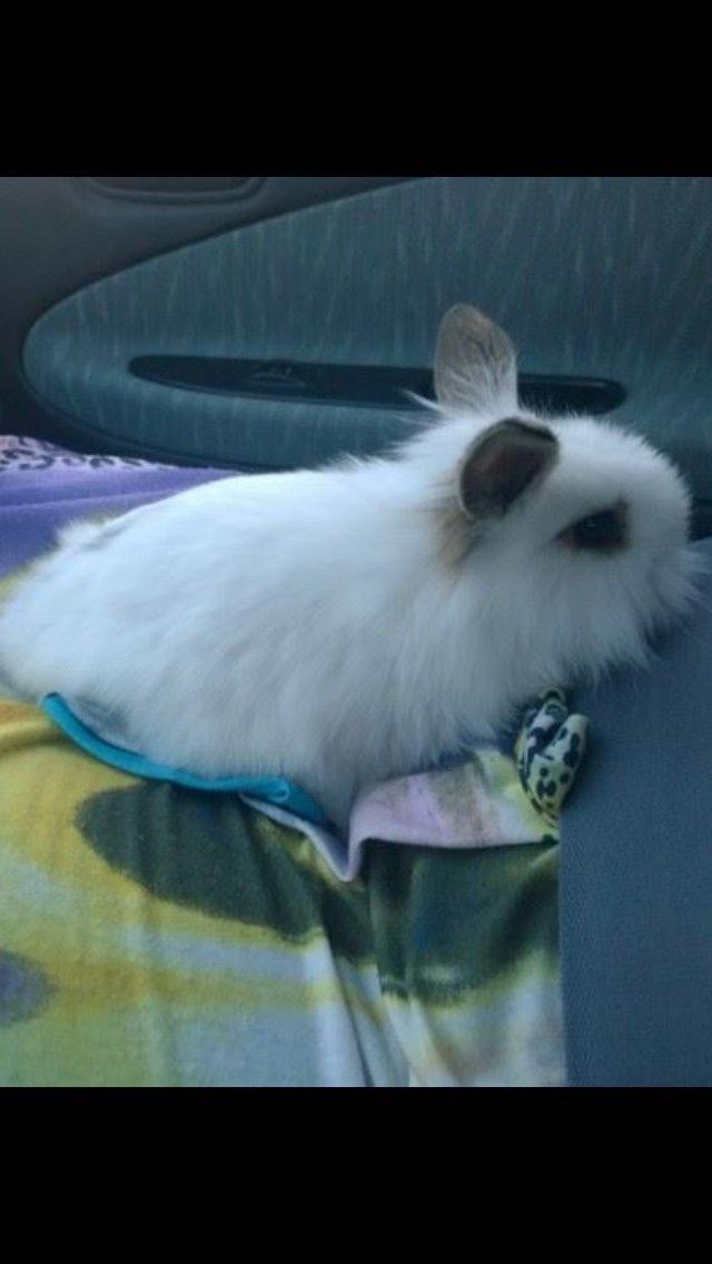 Kanin Prinsesse Pølse billede 5