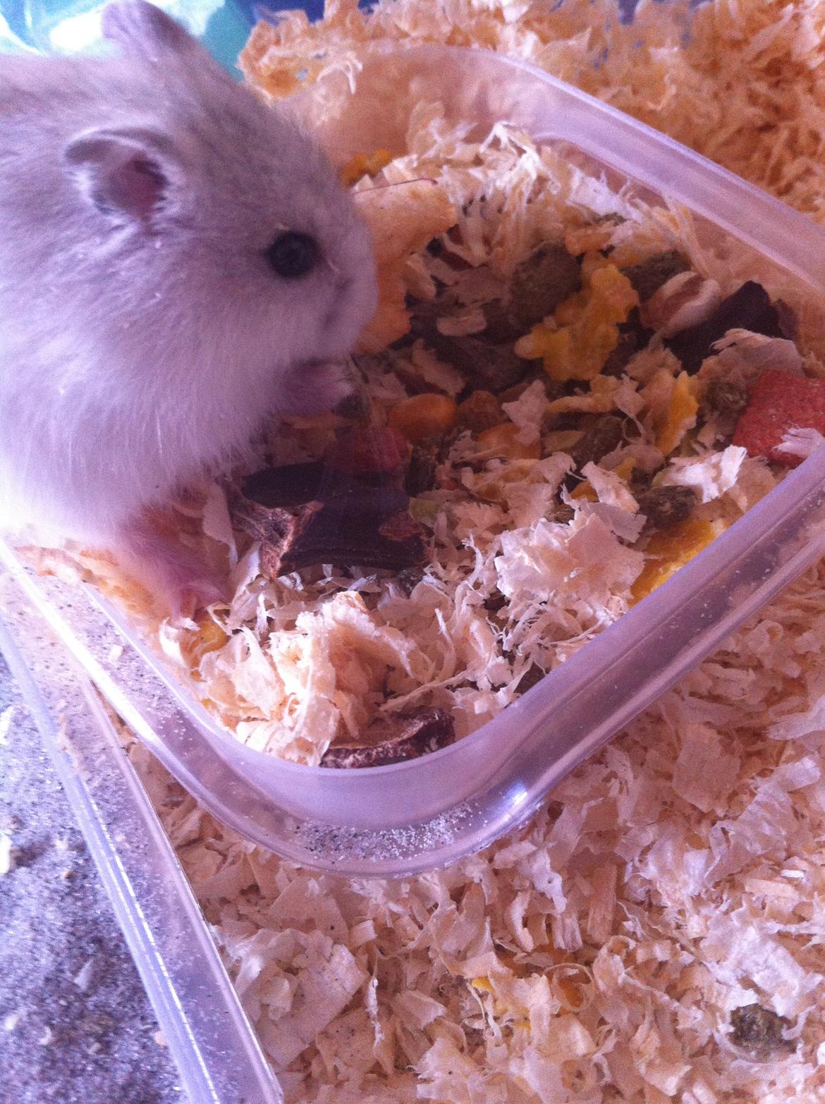 Hamster Lilje - Mmm..... Det smager sikketrt rigtig dejligt:) billede 10